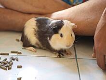 Заключенные съели морских свинок