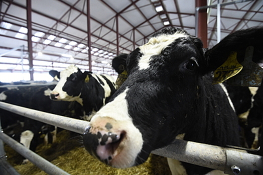 Аграрии Подмосковья обсудили, чем кормить коров зимой