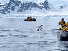 Спасаясь от косатки в Антарктике, пингвин запрыгнул в лодку к туристам