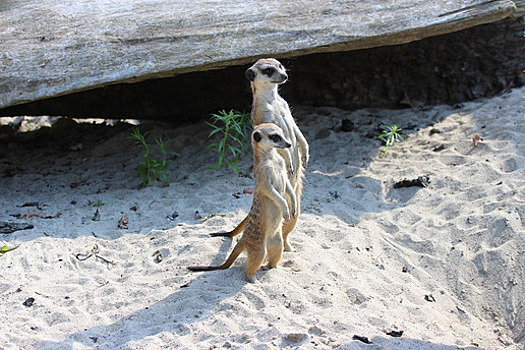 В Калининградском зоопарке девочку-суриката назвали необычным именем