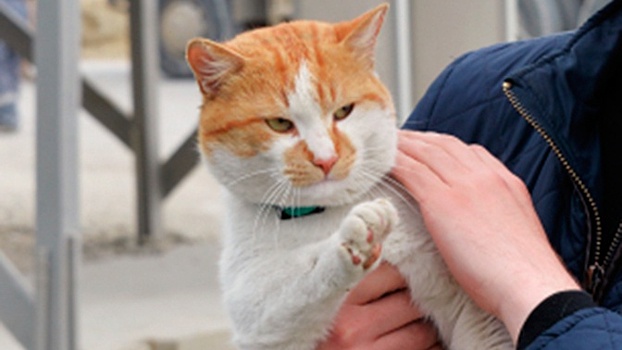 «Мурашки под шерстью»: кот Мостик возвращается на Крымский мост после самоизоляции