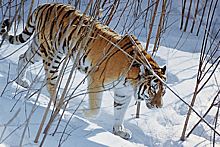 Приморских тигров и леопардов переселят в новый заказник в России