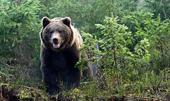 Metro: во Флориде медведь украл заказ из доставки еды с крыльца дома