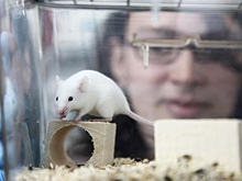 Инновационная молекула станет основой антидепрессанта нового поколения