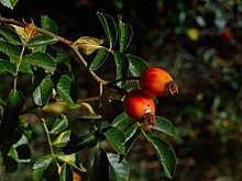 Диетолог назвала полезный для зрения продукт