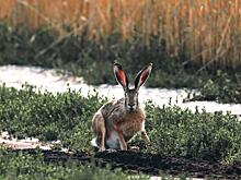 В Курской области произошло 10 ДТП с дикими животными