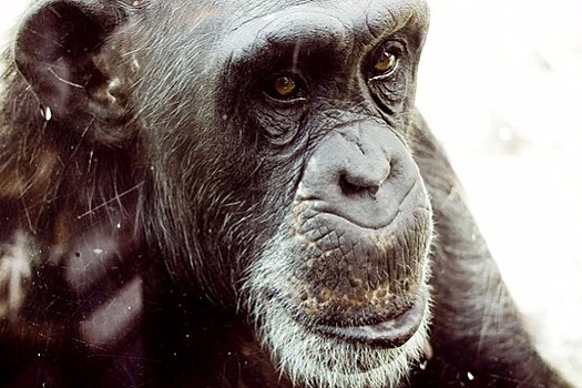 Шимпанзе не рассчитывают на быструю выгоду и делятся едой в ущерб себе