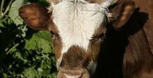 Первая в мире корова-клон умерла в Японии