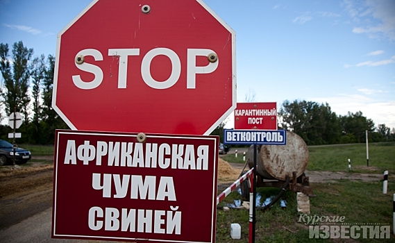 В Курской области снят карантин по африканской чуме свиней