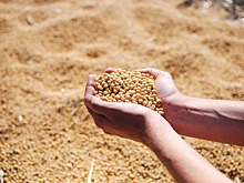 Компания Syngenta открыла в России центр изучения семян