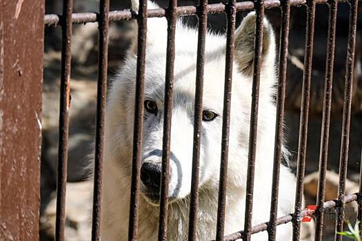 Кадыров поиграл с волками и рассказал, почему это опасно