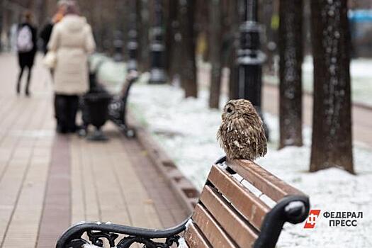 В Екатеринбурге раненую сову спасли от стаи сорок
