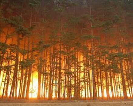 МЧС в Приамурье переведено в режим ЧС из-за природных пожаров
