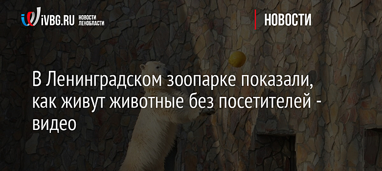 В Ленинградском зоопарке показали, как живут животные без посетителей - видео