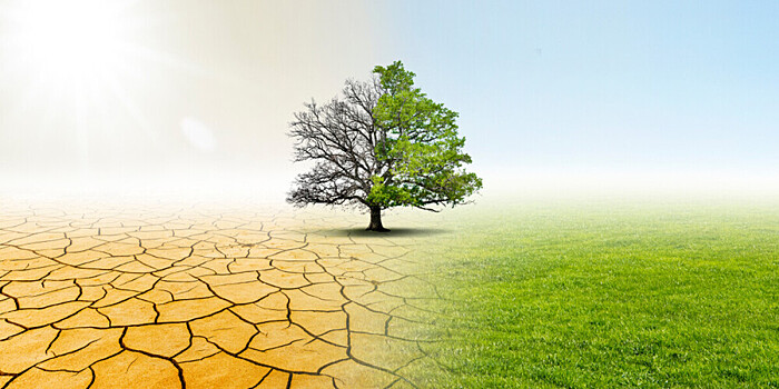 Глобальное потепление помешало деревьям «дышать»