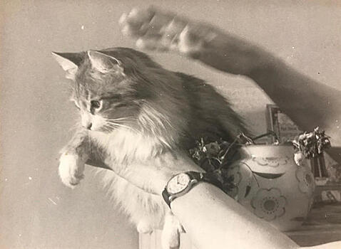 Главархив показал фотографии кошек, сделанные сестрой Марины Цветаевой