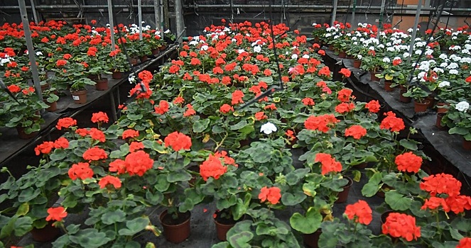 Как подготовить герань к зиме