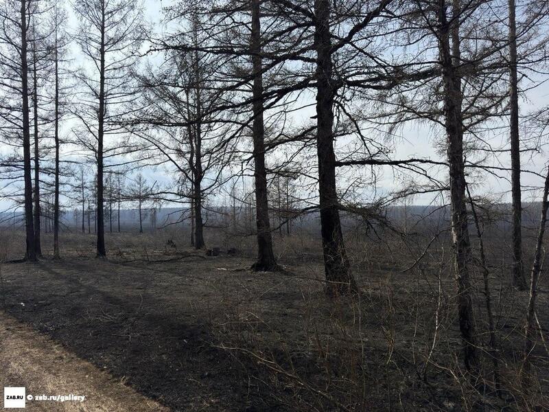 В Забайкалье за сутки локализовали семь лесных пожаров