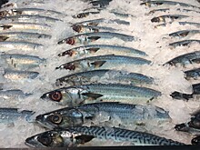 Мороженая рыба стала самым дешевым источником животного белка на российском рынке в 2023 году