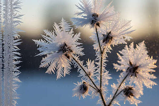 Синоптик Тишковец: ночь на 1 февраля в Москве стала самой морозной с начала зимы