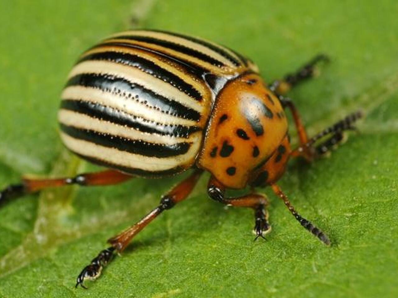 Защититесь от колорадского жука: эффективные народные способы