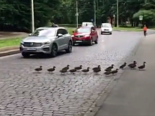 В Калининграде семейство уток перегородило движение
