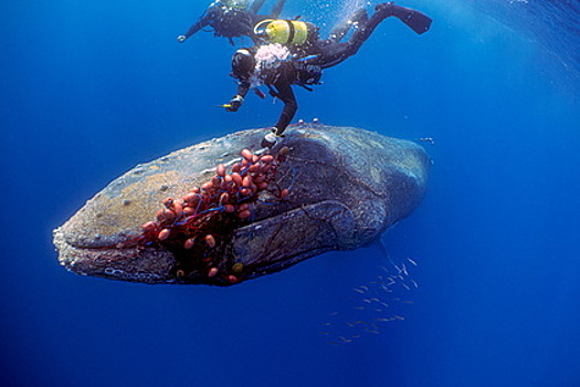 Дайверы спасли запутавшегося в рыболовной сети кита