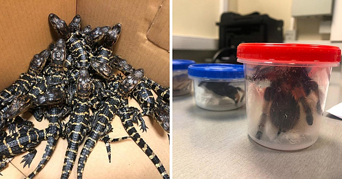 Террариум в подарок: мужчина пытался ввезти в Россию рептилий из Мексики