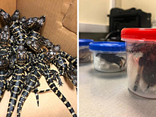 Террариум в подарок: мужчина пытался ввезти в Россию рептилий из Мексики