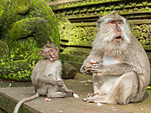 Животные начали грабить дома на Бали