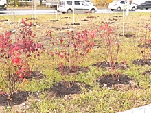 Почти тысячу кустарников высадили в Дзержинске в честь его 95-летия