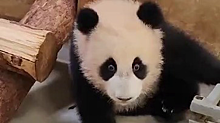 Московский зоопарк показал популярные развлечения малышки-панды
