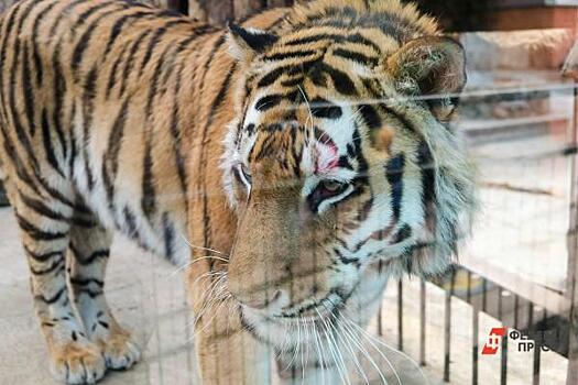 Труп тигра обнаружили в Хабаровском крае