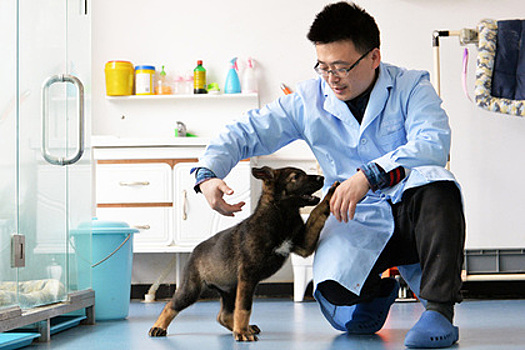 В Китае начали тренировать клонированную собаку