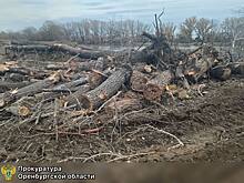 За незаконную вырубку деревьев при расчистке Урала подрядчик заплатит больше 700 тысяч рублей