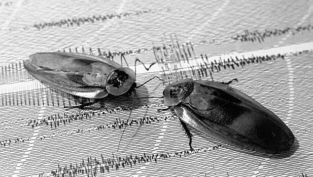 Раскрыта история появления тараканов на Земле