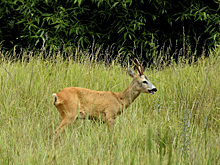 Браконьеры избили охотоведа