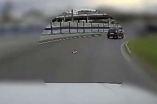 В Тюмени живодеры выбросили котят под колеса автомобилей и попали на видео