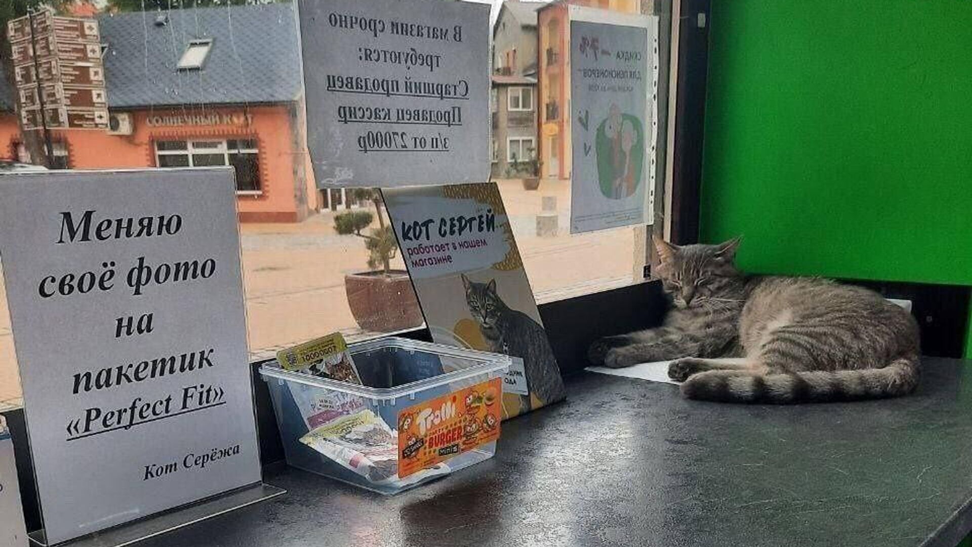 Стала известна судьба уволенного из магазина из-за доноса кота Сергея