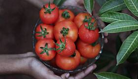 Как правильно подготовить почву для томатов