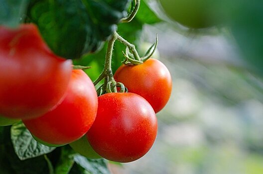 Создатель Алибабы Джек Ма заинтересован высокотехнологичным сельским хозяйством и особенно помидорами