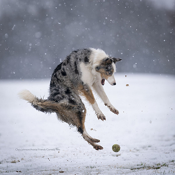 В Великобритании завершился конкурс самых смешных фотографий животных The Comedy Pet Photo Awards 2022