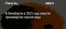 В Ленобласти в 2023 года запустят производство черной икры