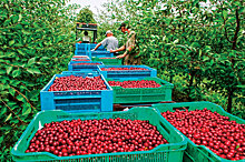 Ягодный бизнес 2020 года: объем переработки увеличится на 18%, дефицит свежих ягод сохранится