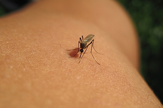 В Боливии зафиксировали эпидемию лихорадки денге