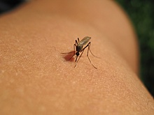 В Боливии зафиксировали эпидемию лихорадки денге