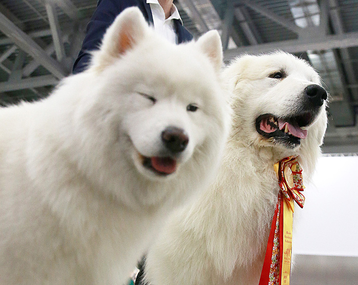 В Москве прошла крупнейшая кинологическая выставка планеты World Dog Show. Как сообщает в понедельник, 27 июня, «Первый канал», ее чемпионом стала участница из России породы русский черный терьер («собака Сталина»)