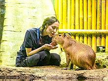 В "Москвариуме" открылась выставка, посвященная капибарам
