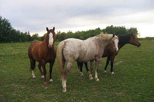 В Кирово-Чепецком районе мужчина похитил у фермеров трех лошадей