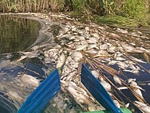 Росприроднадзор проверил информацию о гибели рыбы в Воронежской области